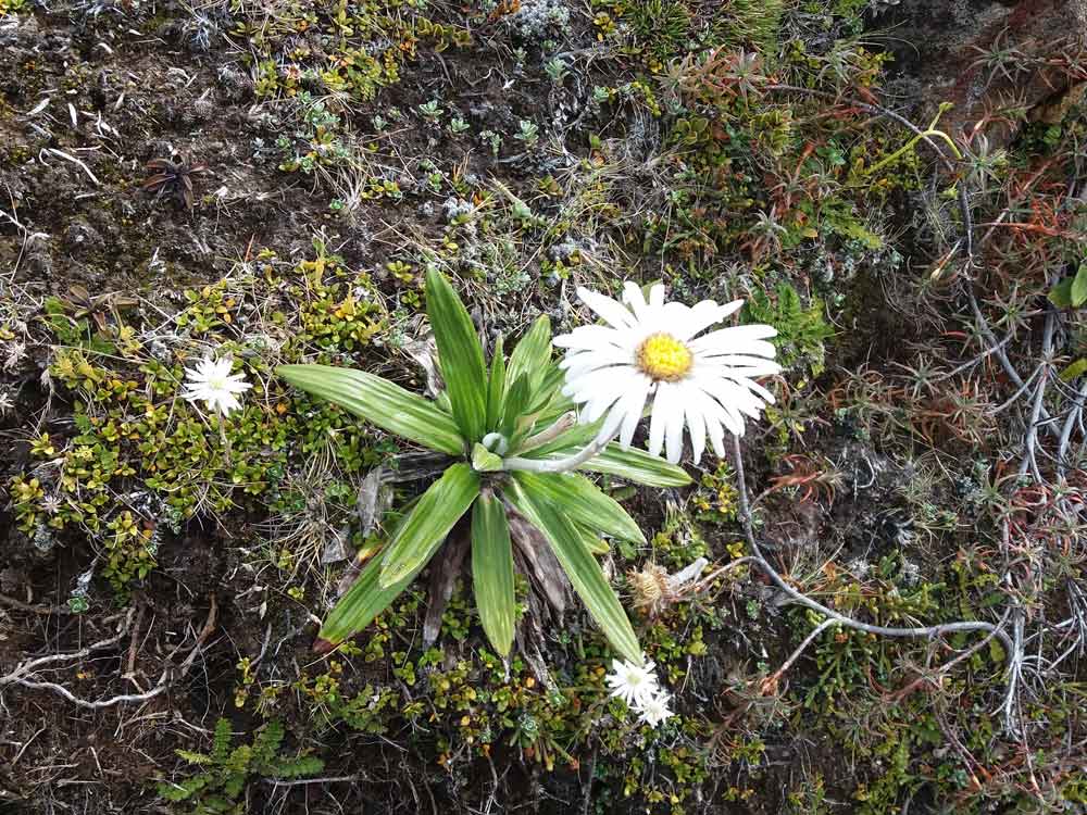 Celmisia spectabilis spectabilis - Nuova Zelanda