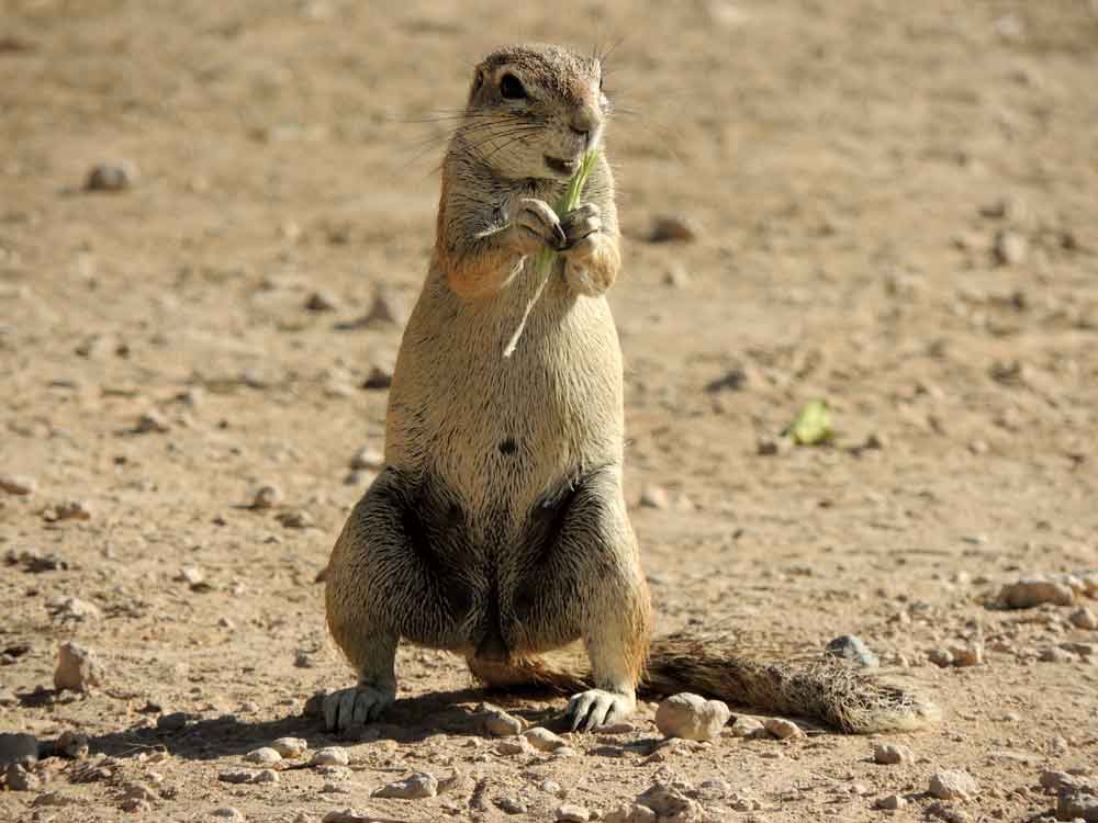 Xerus inauris / Xero del Capo - Namibia