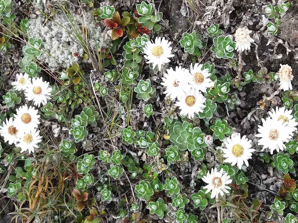 Anaphalioides alpina (Asteraceae) - Nuova Zelanda