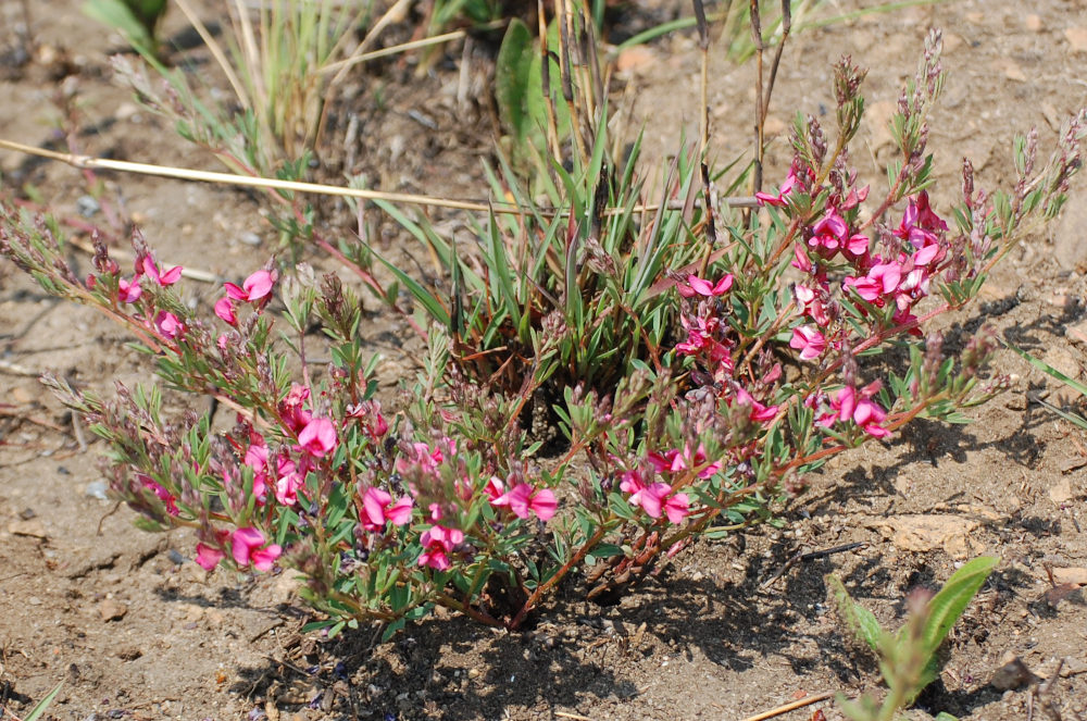 dal Sud Africa: Indigofera hilaris (Fabaceae)