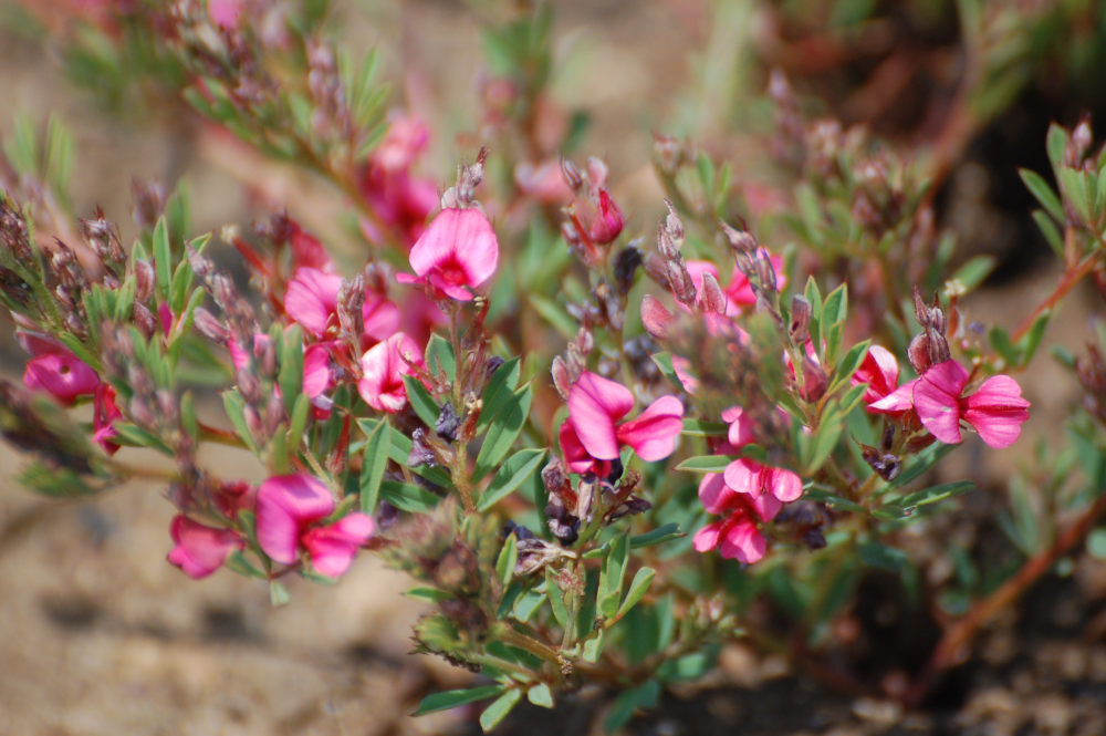 dal Sud Africa: Indigofera hilaris (Fabaceae)