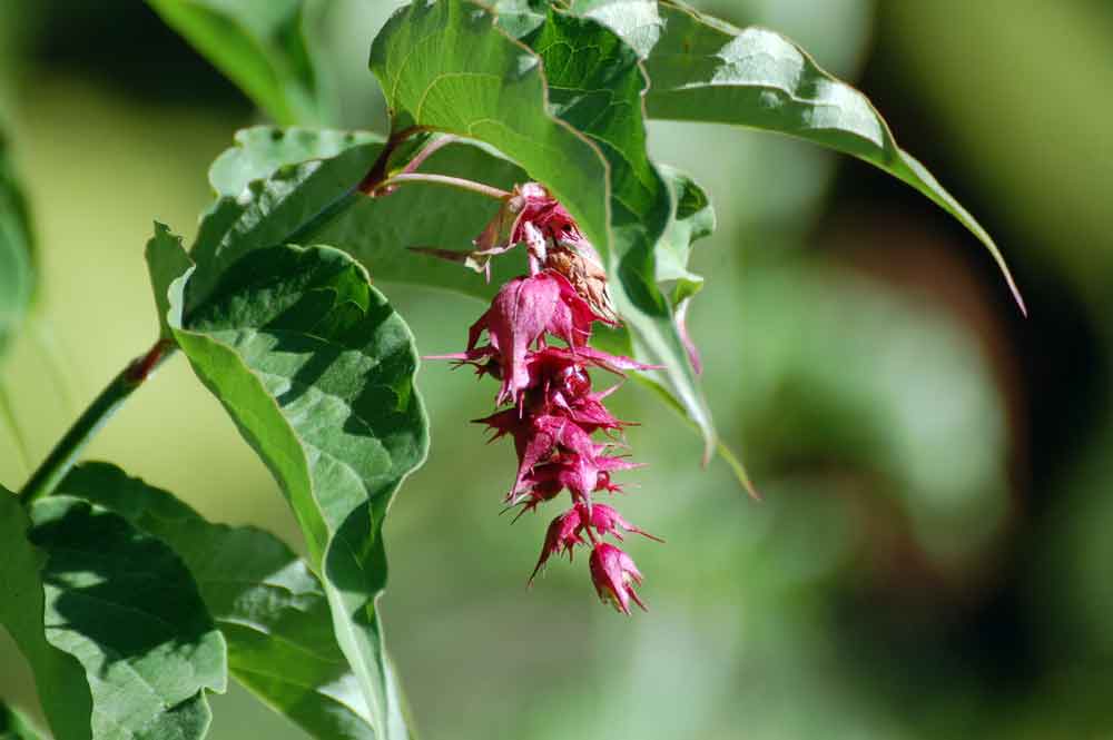 Leycesteria formosa (Caprifoliaceae) - Nuova Zelanda