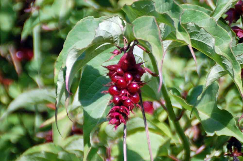 Leycesteria formosa (Caprifoliaceae) - Nuova Zelanda