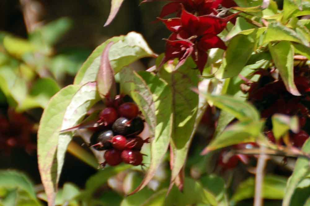 Leycesteria formosa (Caprifoliaceae) - Nuova Zelanda