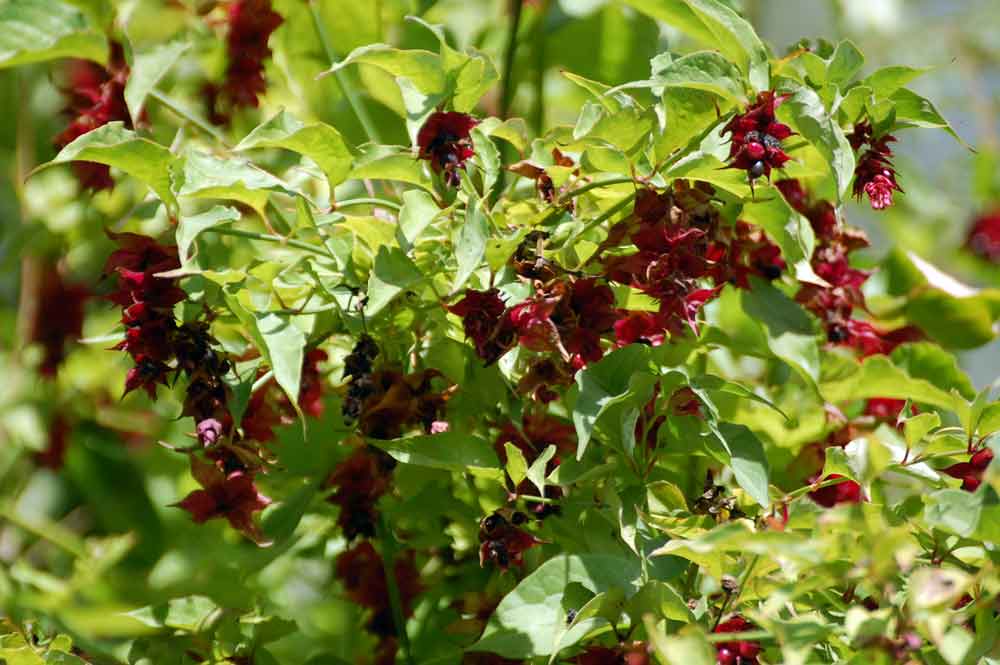 Leycesteria formosa (Caprifoliaceae) - Nuova Zelanda