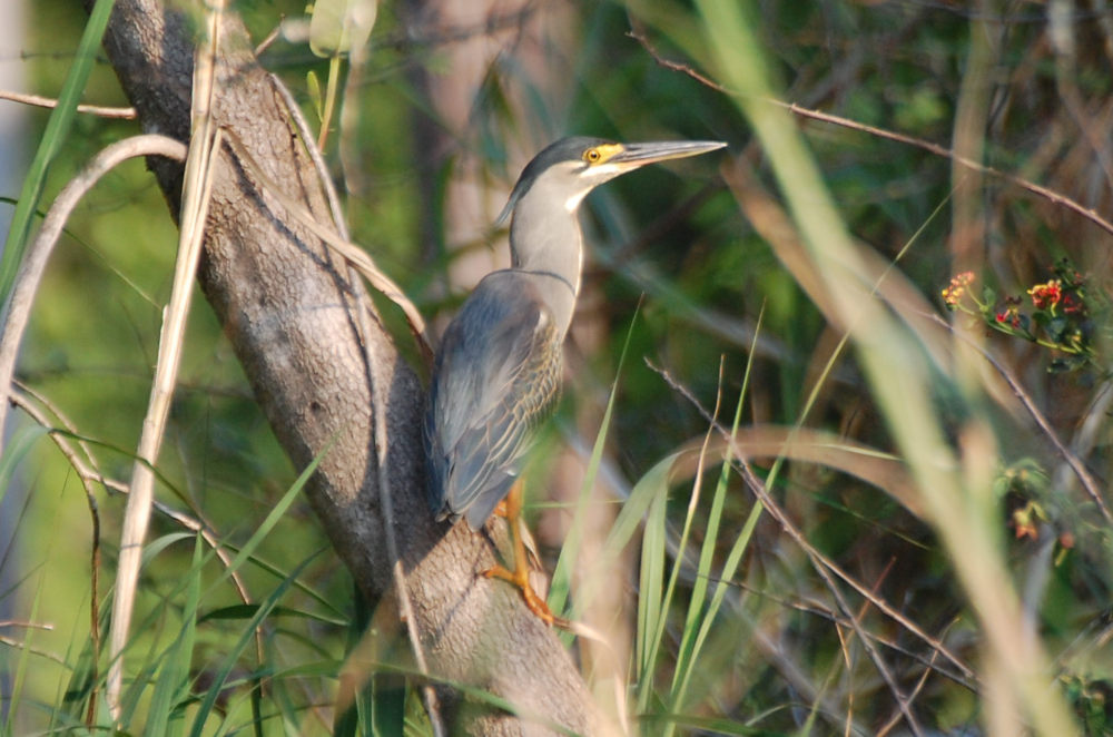 dal Sud Africa: Airone striato (Butorides striata)