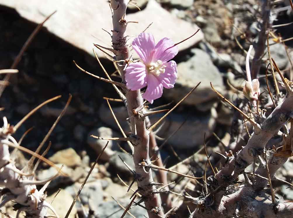 Sarcocaulon marlothii (Geraniaceae) - Namibia