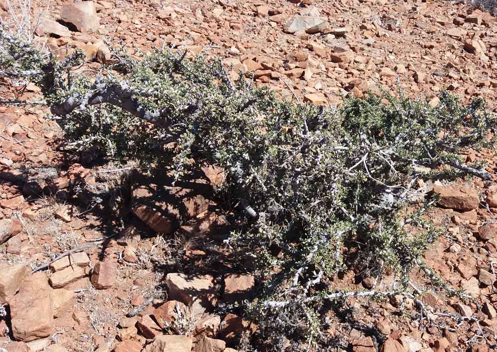 Boscia foetida Schinz subsp. foetida (Capparaceae) - Namibia