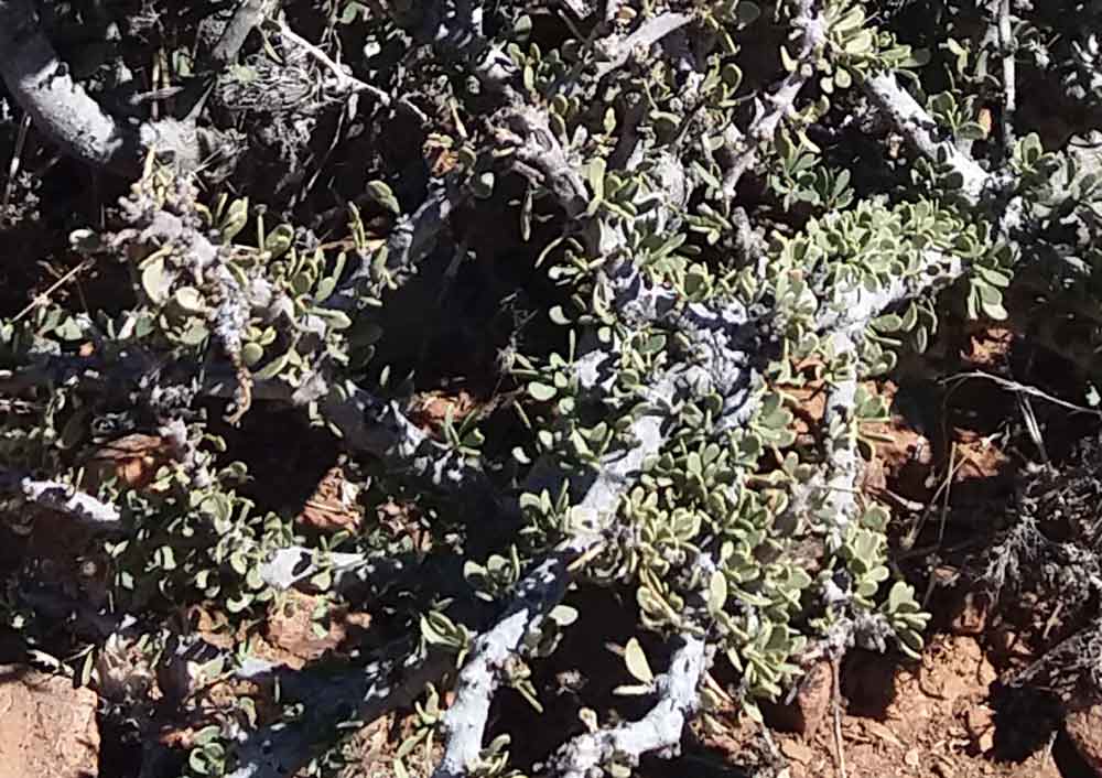 Boscia foetida Schinz subsp. foetida (Capparaceae) - Namibia