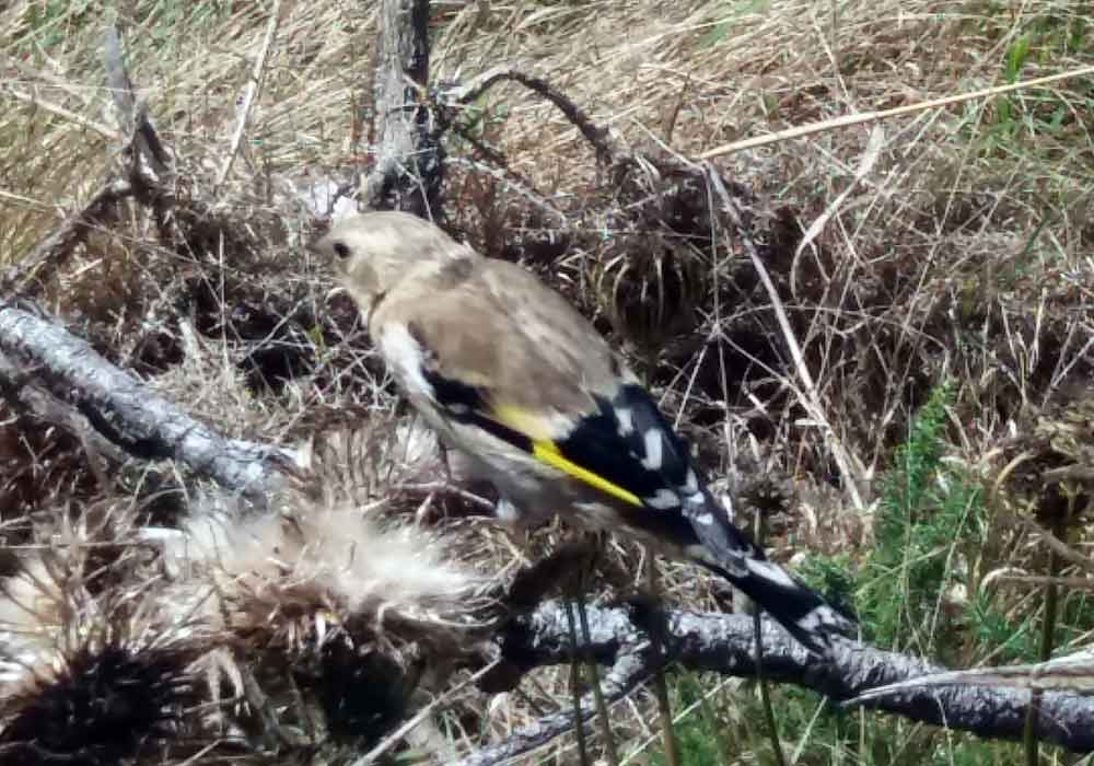 Nuova Zelanda:  Carduelis carduelis britannica, juv.