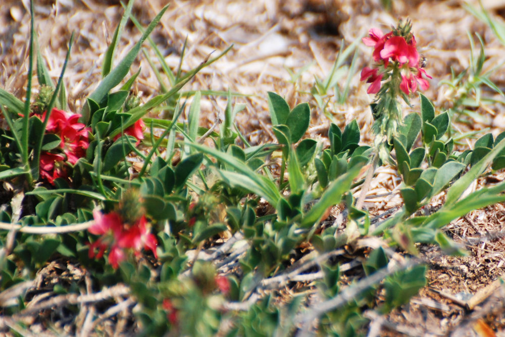 dal Sud Africa: Indigofera cfr. spicata (Fabaceae)