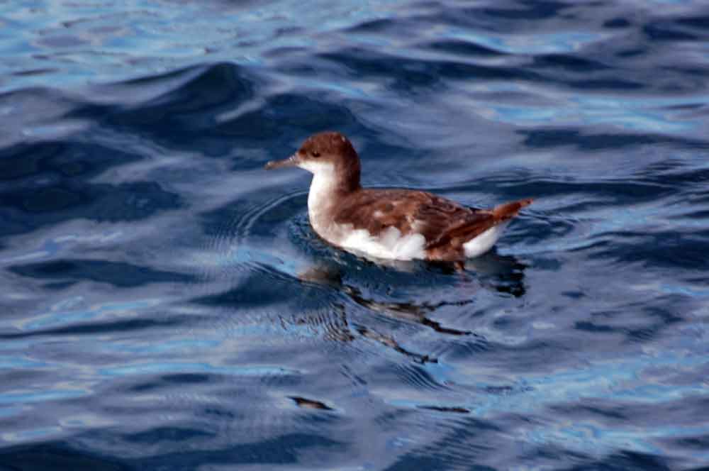 Berte: genere Puffinus e  Ardenna  - Nuova Zelanda