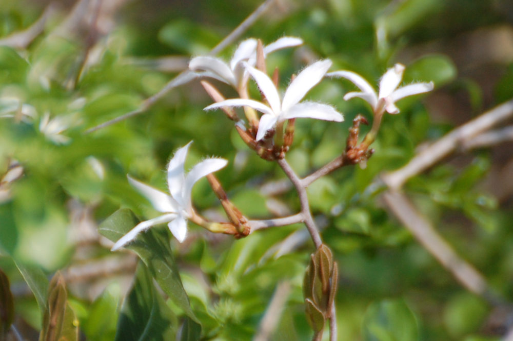 dal Sud Africa: Ancylobothrys petersiana (Apocynaceae)