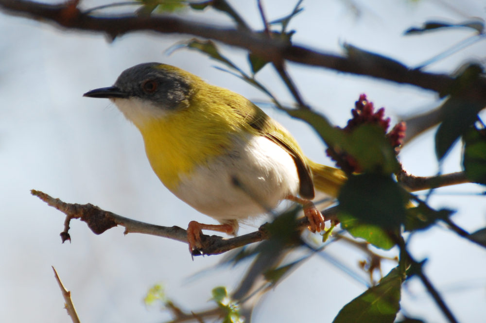 dal Sud Africa: Apale pettogiallo (Apalis flavida)