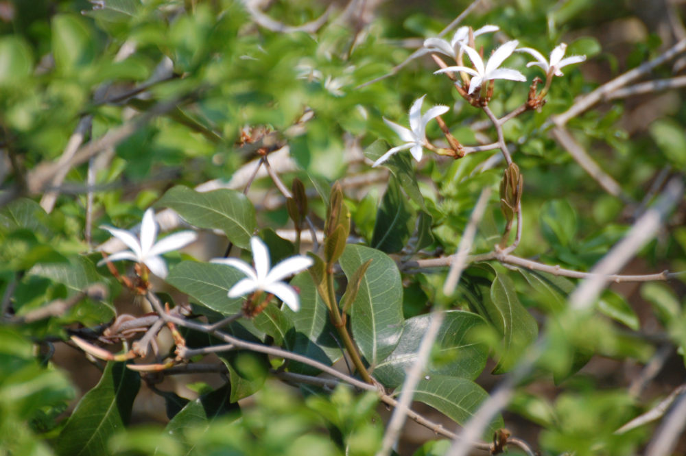 dal Sud Africa: Ancylobothrys petersiana (Apocynaceae)