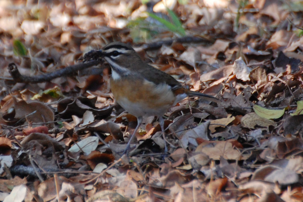 dal Sud Africa: Usignolo barbuto(Cercotrichas quadrivirgata)