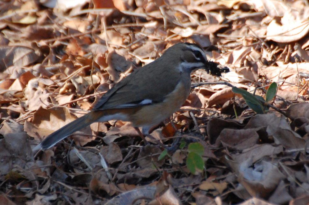 dal Sud Africa: Usignolo barbuto(Cercotrichas quadrivirgata)