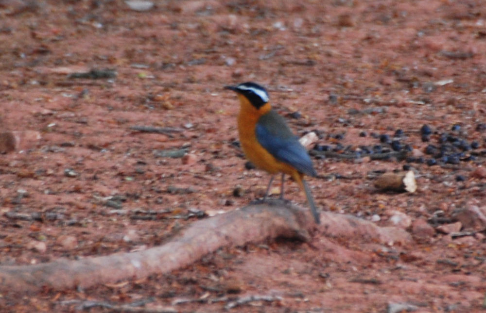 dal Sud Africa: Cossifa cigliabianche (Cossypha heuglini)