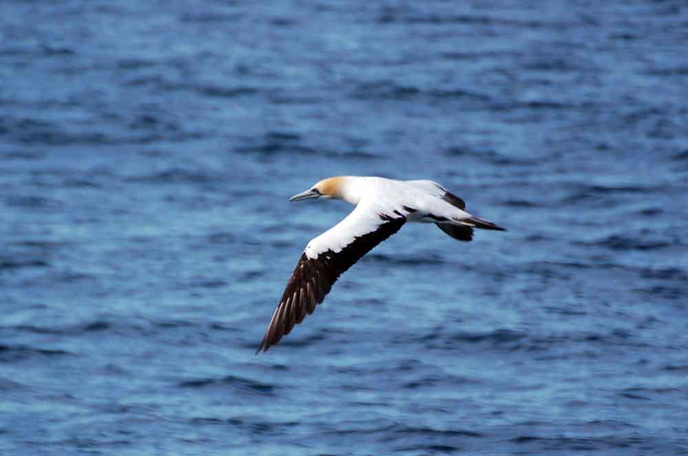 Sula australiana (Morus serrator)  - Nuova Zelanda