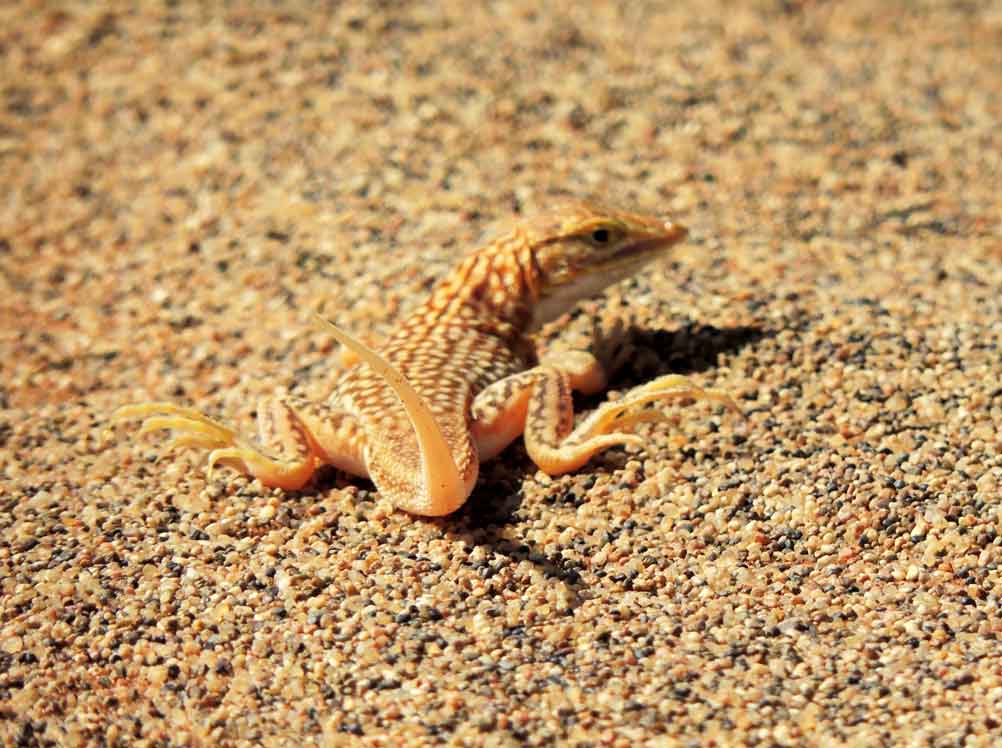 Lucertola:  Meroles sp.  - Namibia