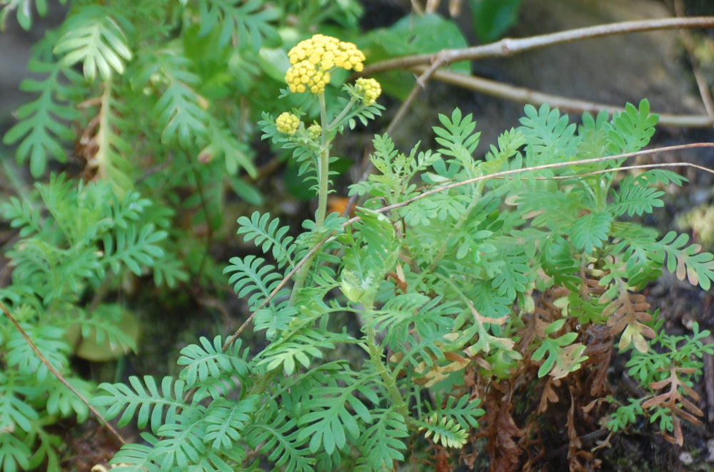 dal Sud Africa: Hippia frutescens   (Asteraceae)