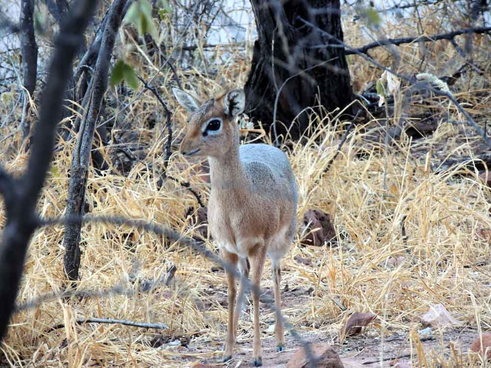 Madoqua kirkii / Dik dik  - Namibia