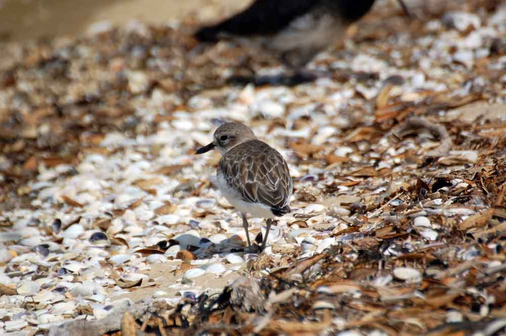 Piviere neozelandese: (Charadrius aquilonius) -Nuova Zelanda