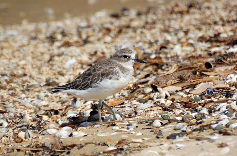 Piviere neozelandese: (Charadrius aquilonius) -Nuova Zelanda