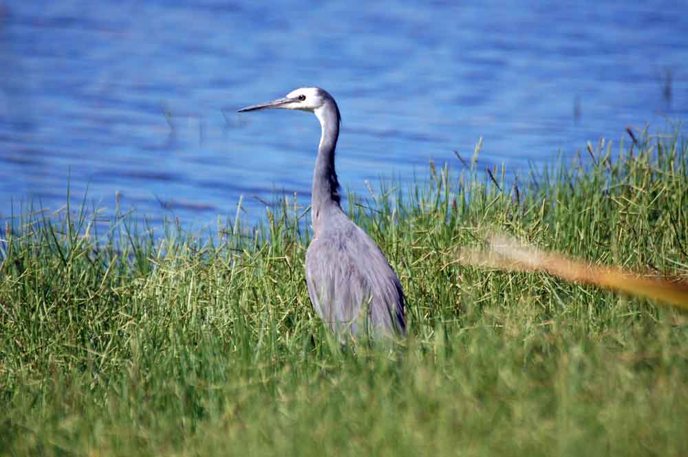 Ardeidae: Egretta novaehollandiae - Nuova Zelanda