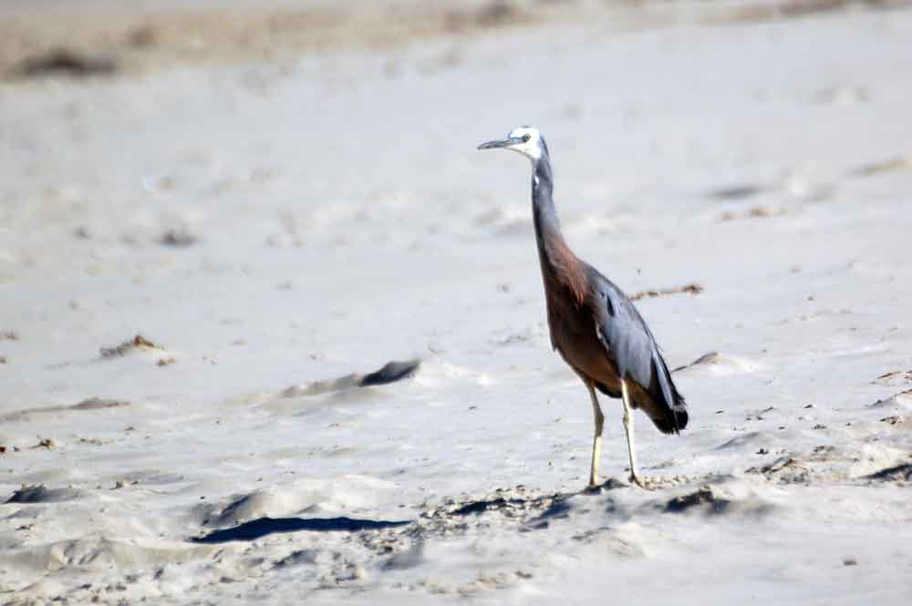 Ardeidae: Egretta novaehollandiae - Nuova Zelanda