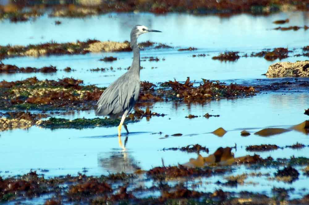 Ardeidae: Egretta novaehollandiae - Nuova Zelanda