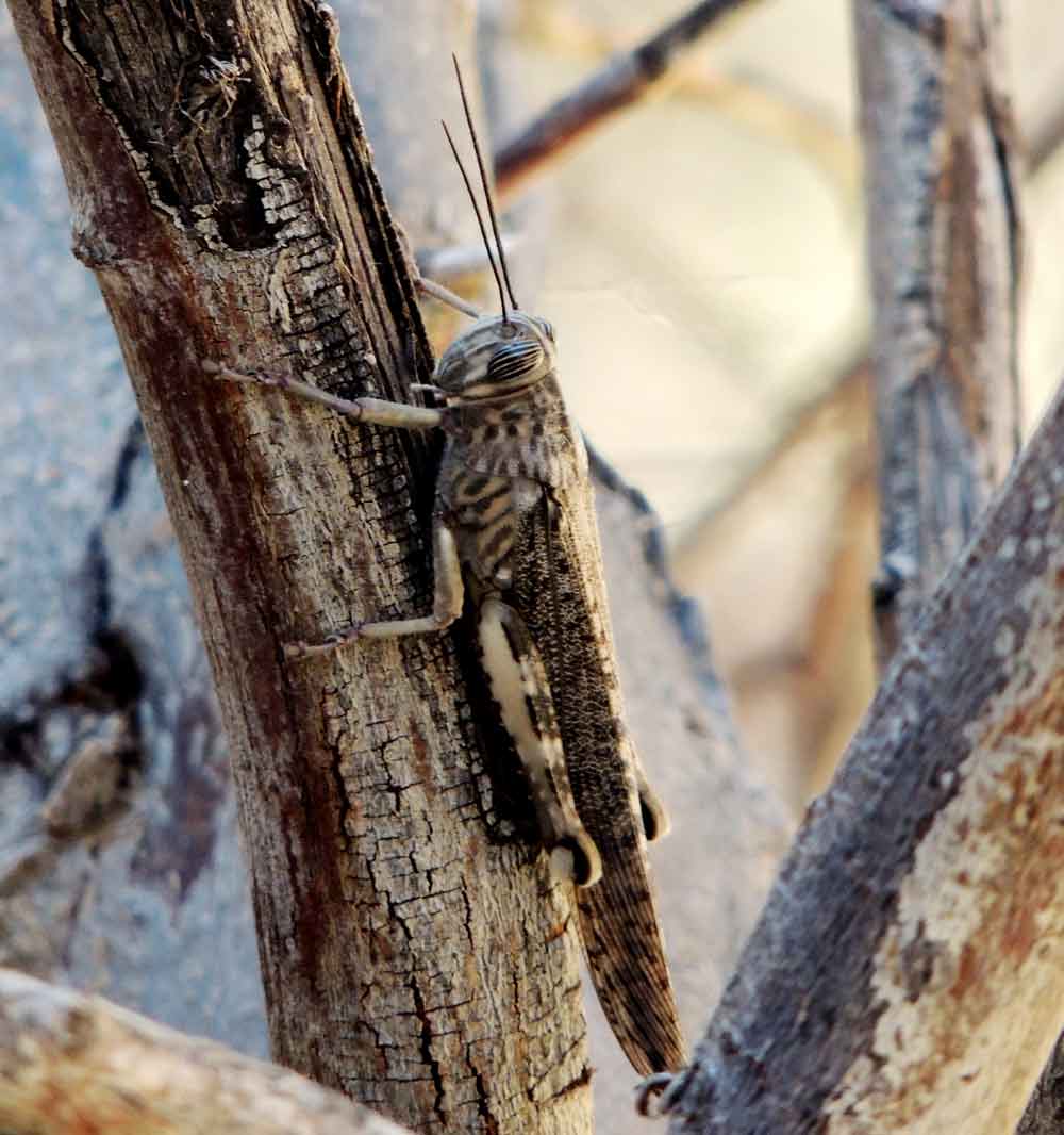 Locusta:  Anacridium cfr. moestum - Namibia