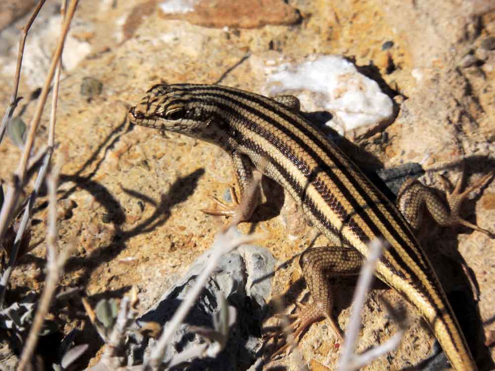 Lucertola:  cfr. Trachylepis sulcata - Namibia