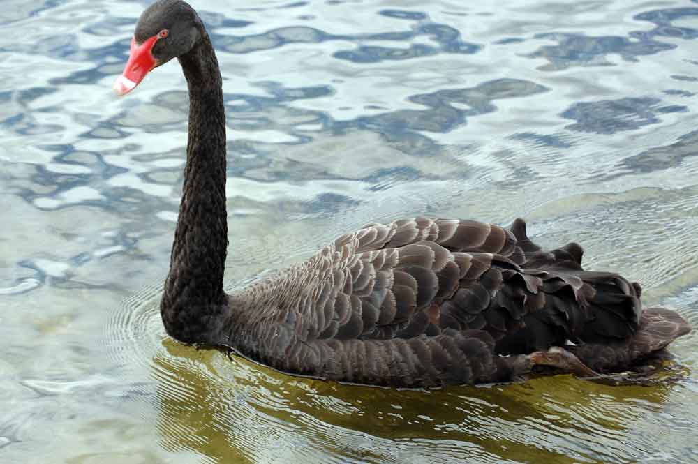 Cigno nero / Cygnus atratus - Nuova Zelanda