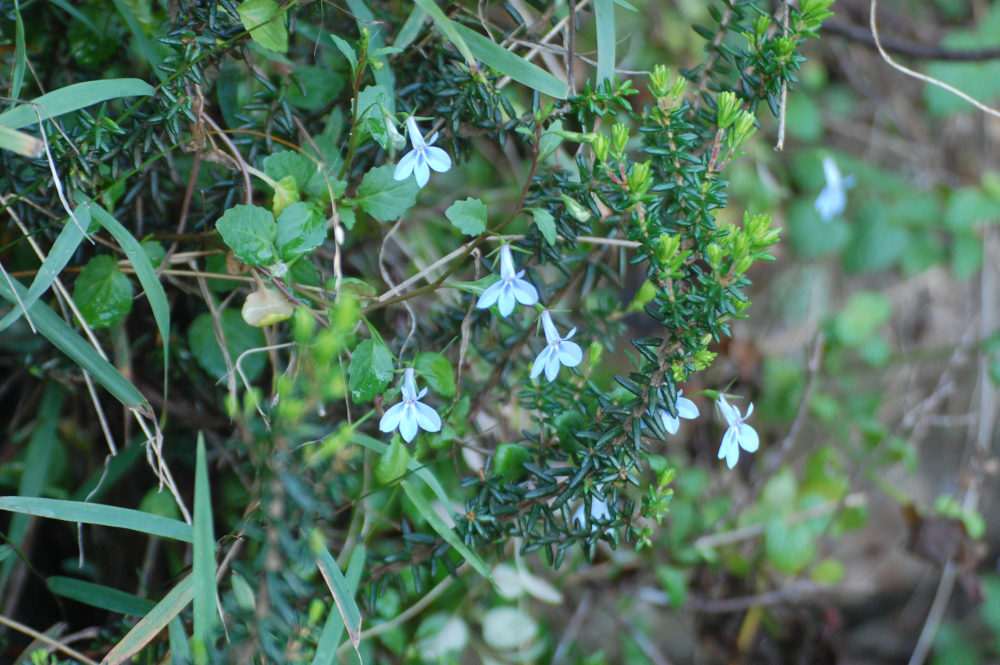 dal Sud Africa: Lobelia cuneifolia (Lobeliaceae)