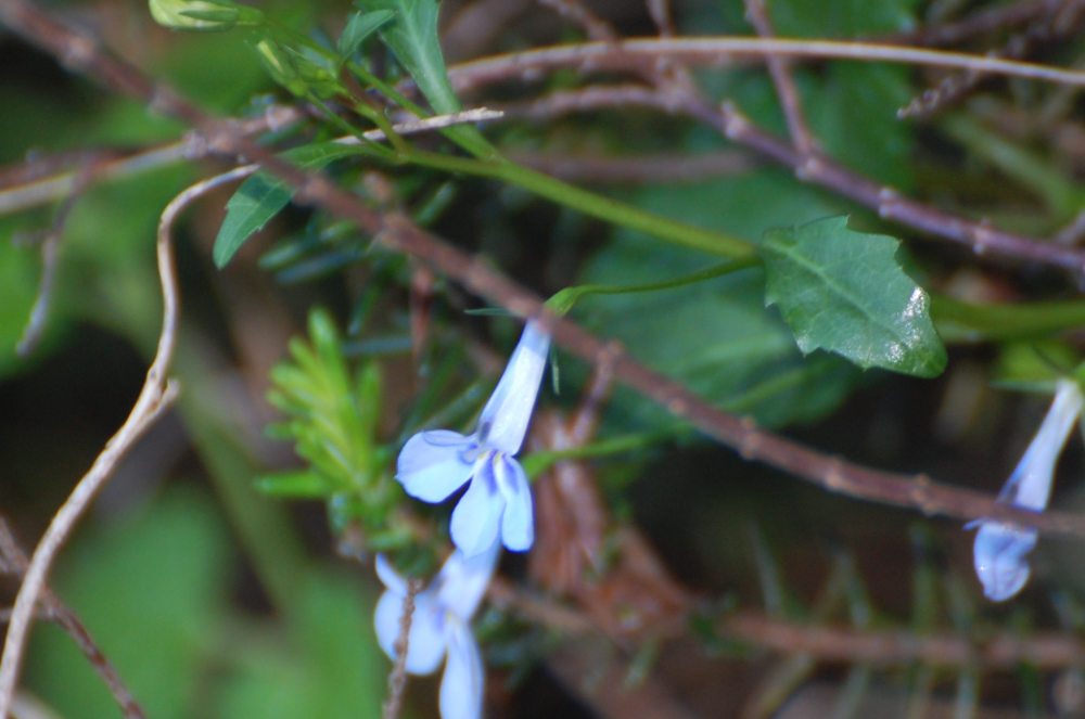 dal Sud Africa: Lobelia cuneifolia (Lobeliaceae)