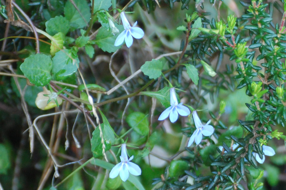 dal Sud Africa: Lobelia cuneifolia (Lobeliaceae)