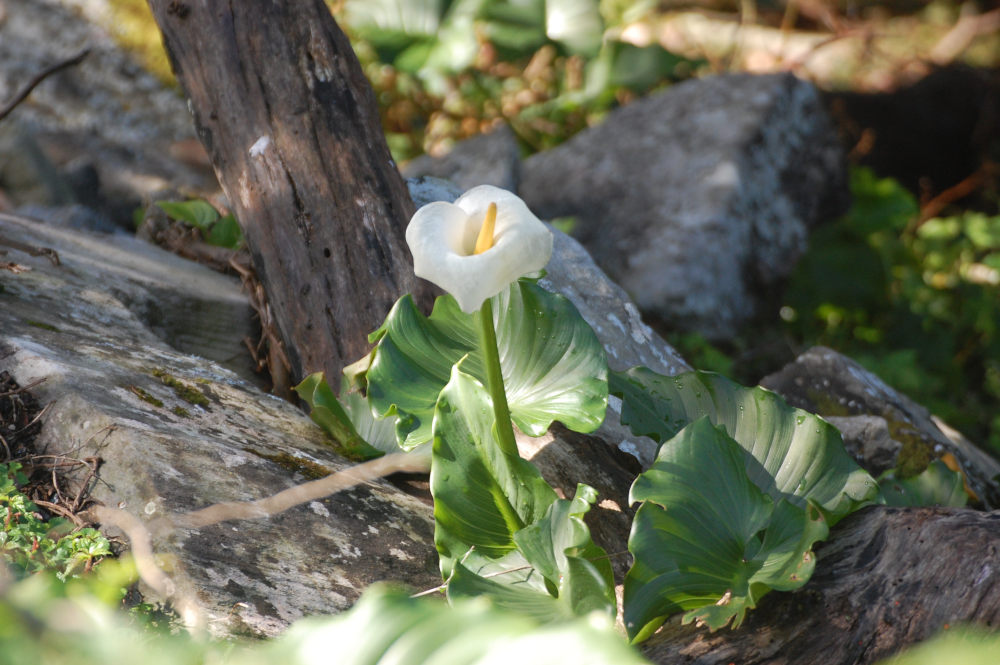 dal Sud Africa: Zantedeschia aethiopica