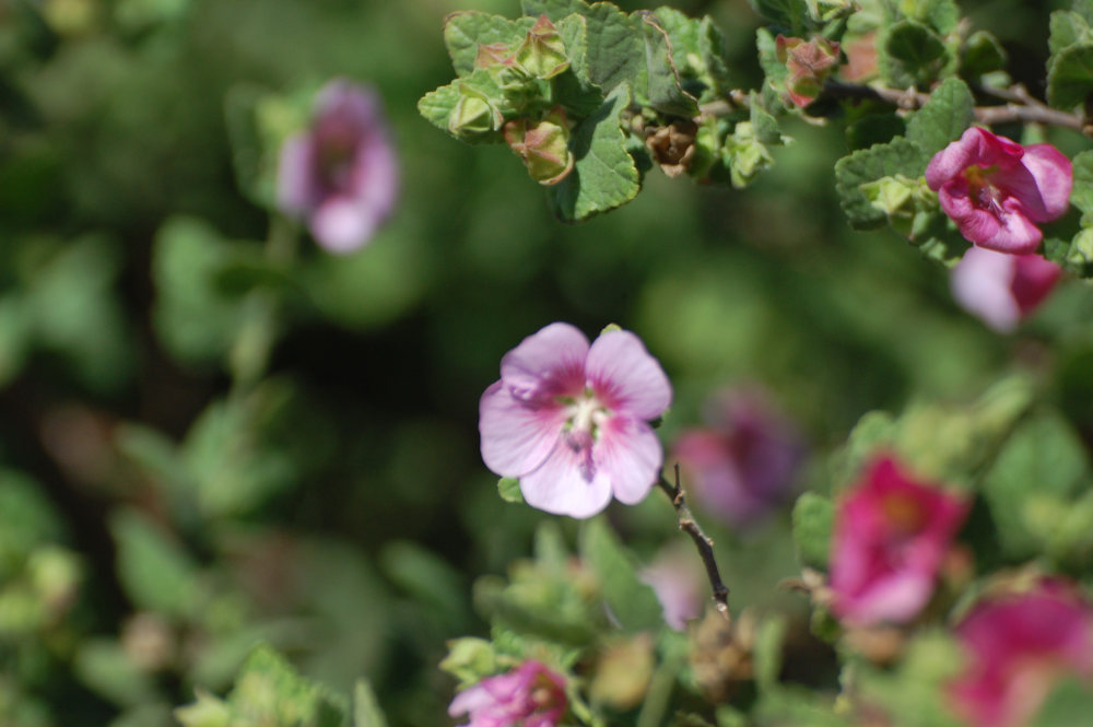 dal Sud Africa: Anisodontea scabrosa (Malvaceae)