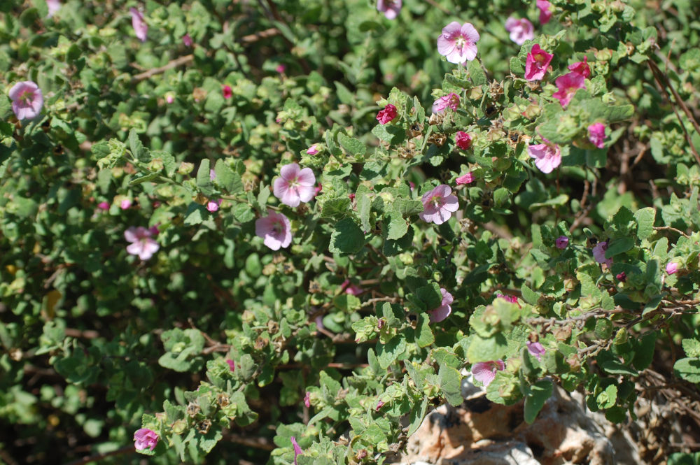 dal Sud Africa: Anisodontea scabrosa (Malvaceae)