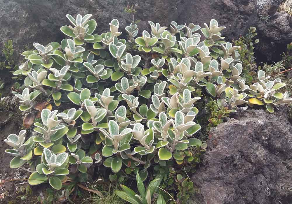 Brachyglottis bidwillii (Asteraceae) - Nuova Zelanda