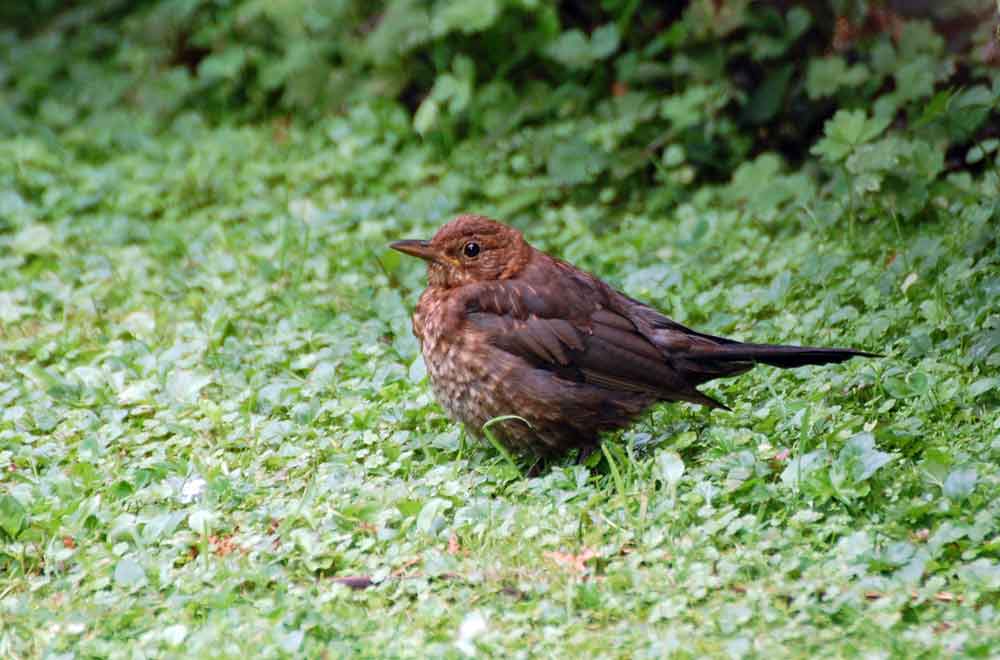 Merlo? - S, giovane Turdus merula - Nuova Zelanda