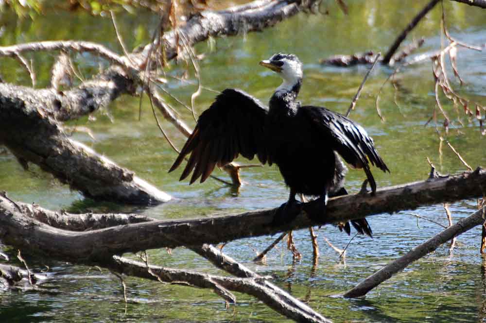 Microcarbo (=Phalacrocorax) melanoleucos - Nuova Zelanda