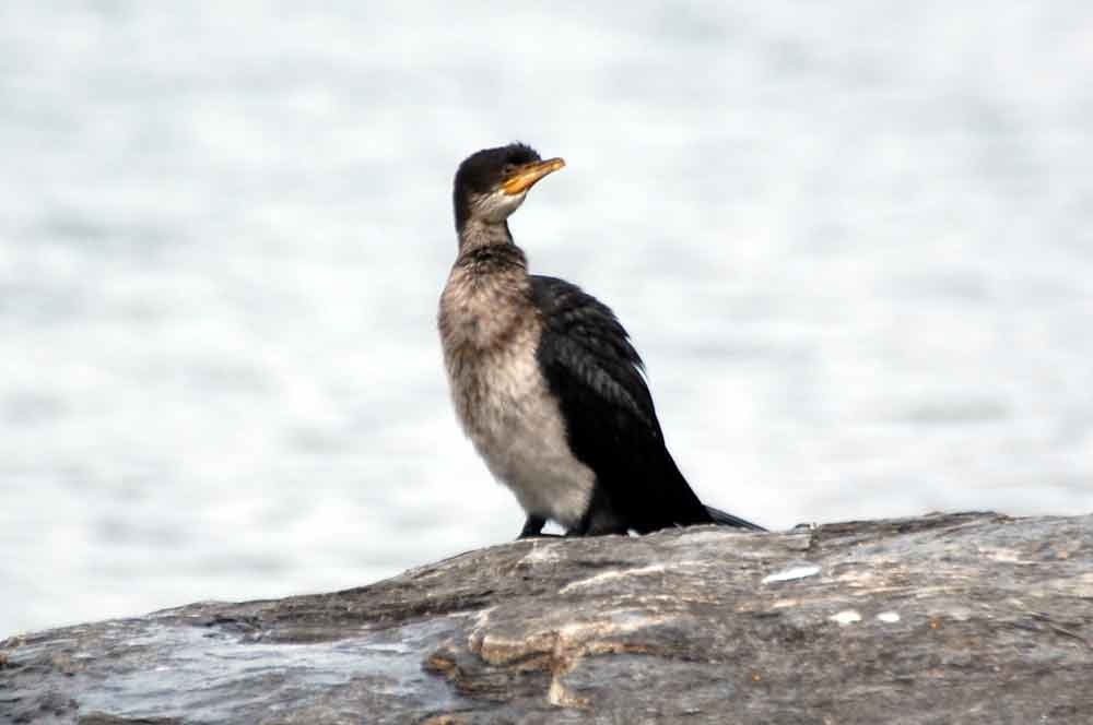 Microcarbo (=Phalacrocorax) melanoleucos - Nuova Zelanda