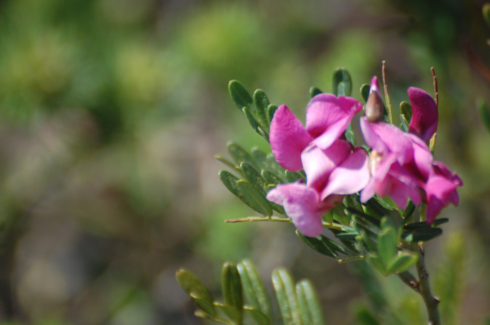 dal Sud Africa: Virgilia oroboides (Fabaceae)