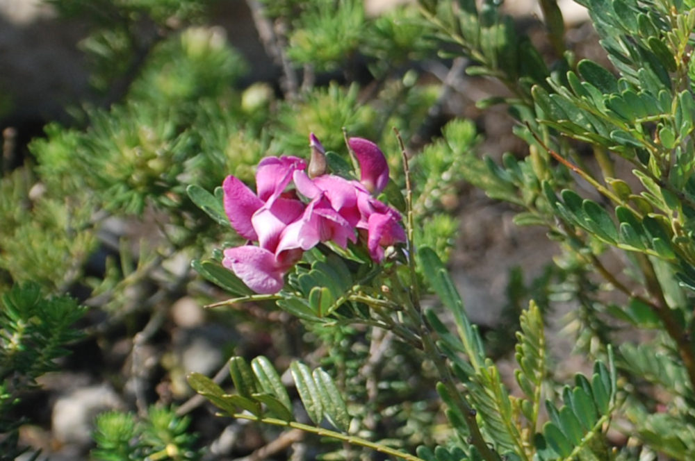 dal Sud Africa: Virgilia oroboides (Fabaceae)