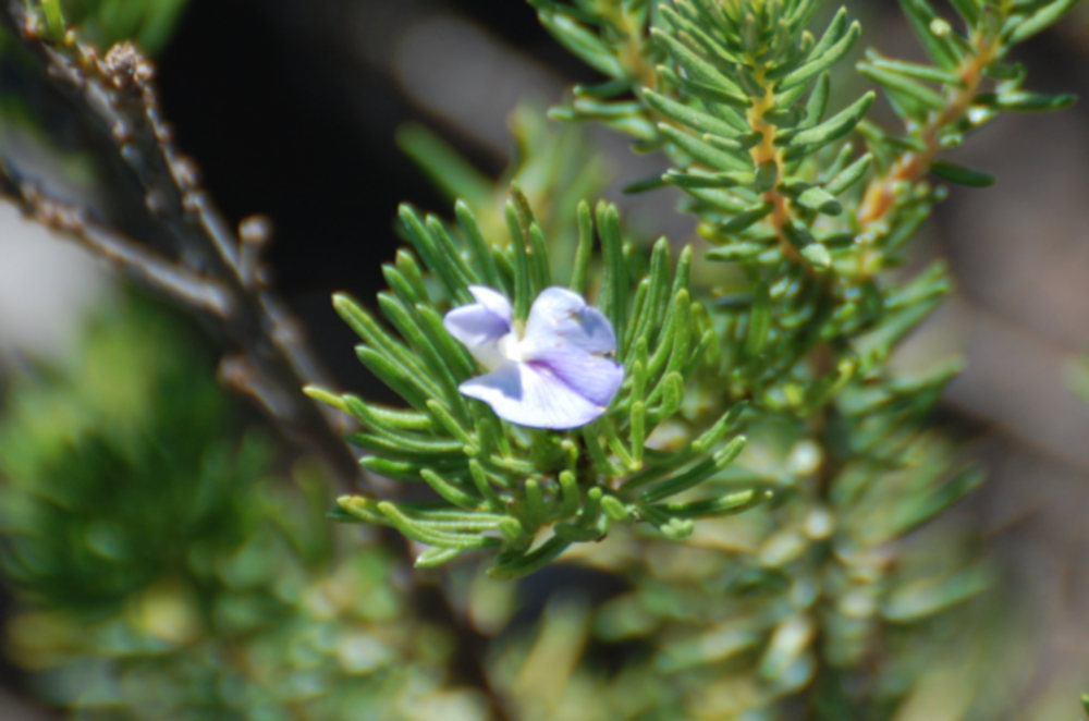 dal Sud Africa: Psoralea sp. (Fabaceae)