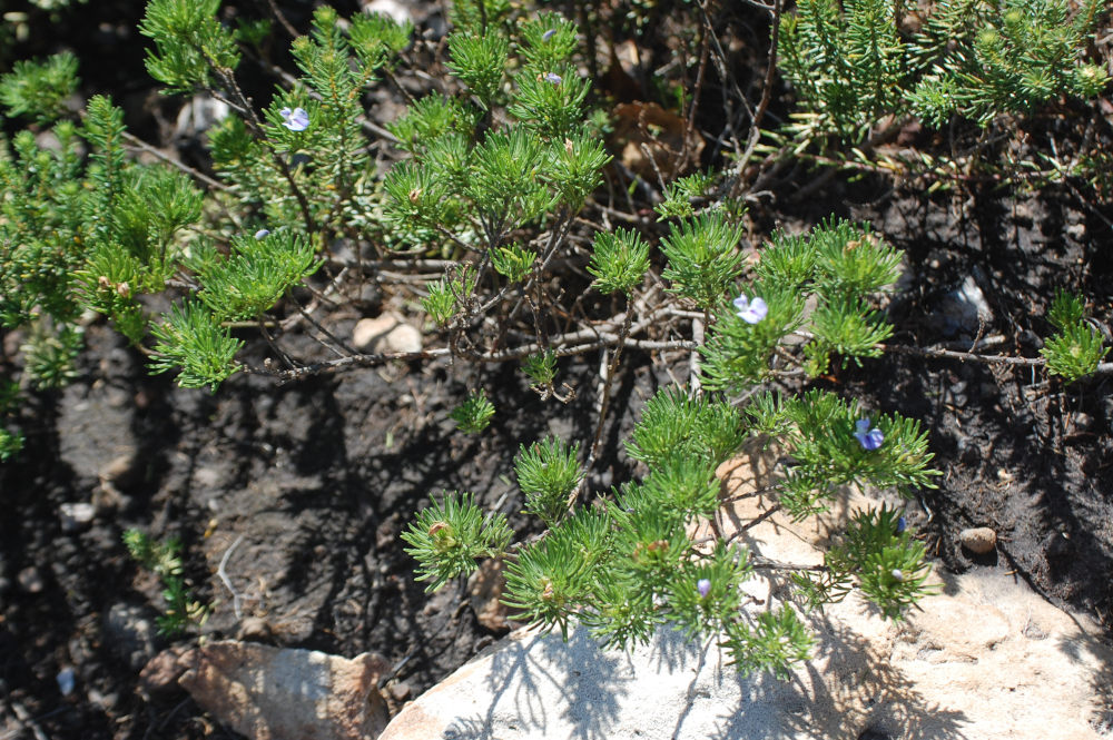 dal Sud Africa: Psoralea sp. (Fabaceae)