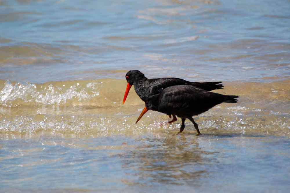 Beccaccia di mare variabile (Haematopus unicolor)- N.Zelanda