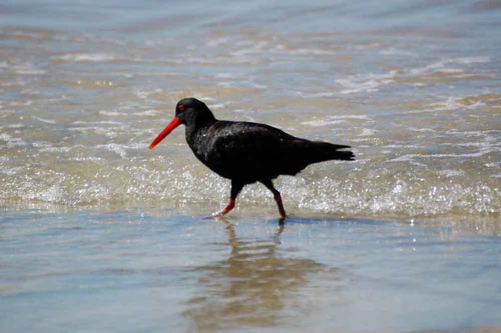 Beccaccia di mare variabile (Haematopus unicolor)- N.Zelanda